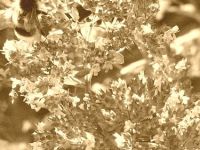 trzmiel_oregano_w_sepii